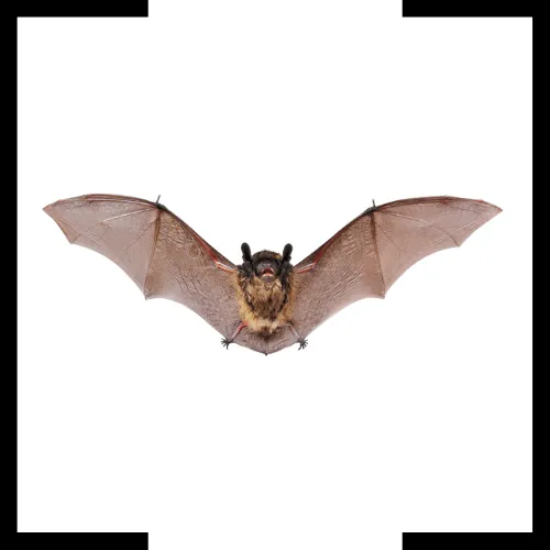 bat